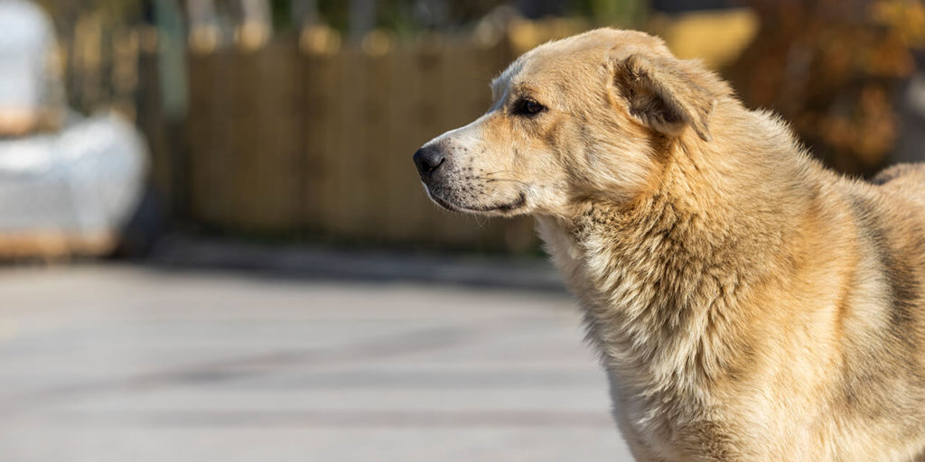 27 de julio Día del Perro Callejero